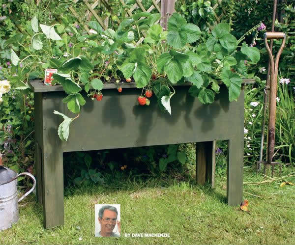 Raised bed strawberry plant planter